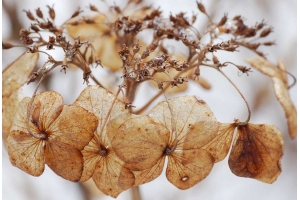 國際快遞干花用什么紙箱?